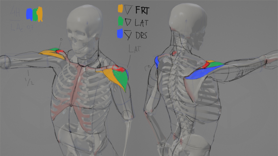 ANATOMÍA ARTÍSTICA